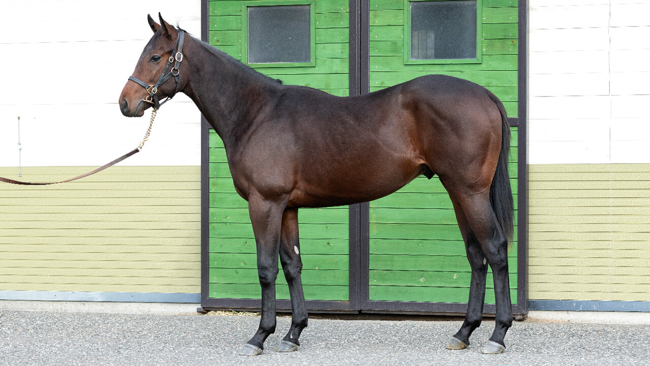 スズカモナミ2024 写真