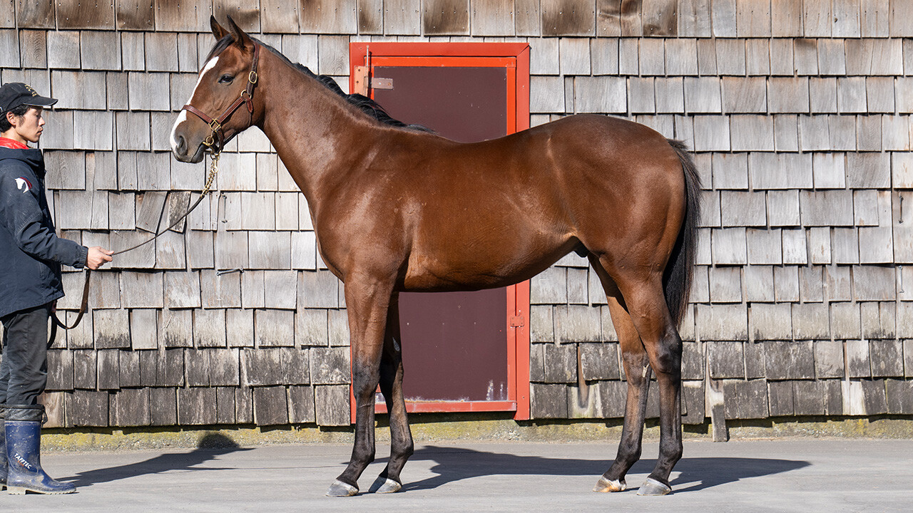 ポウリナズラヴ2024 写真