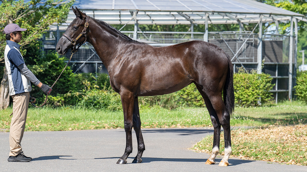 サットンプレイス2024 写真