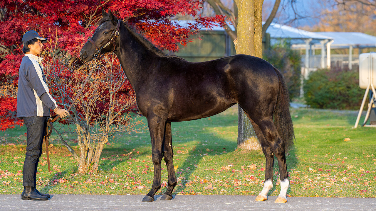 サットンプレイス2024 写真