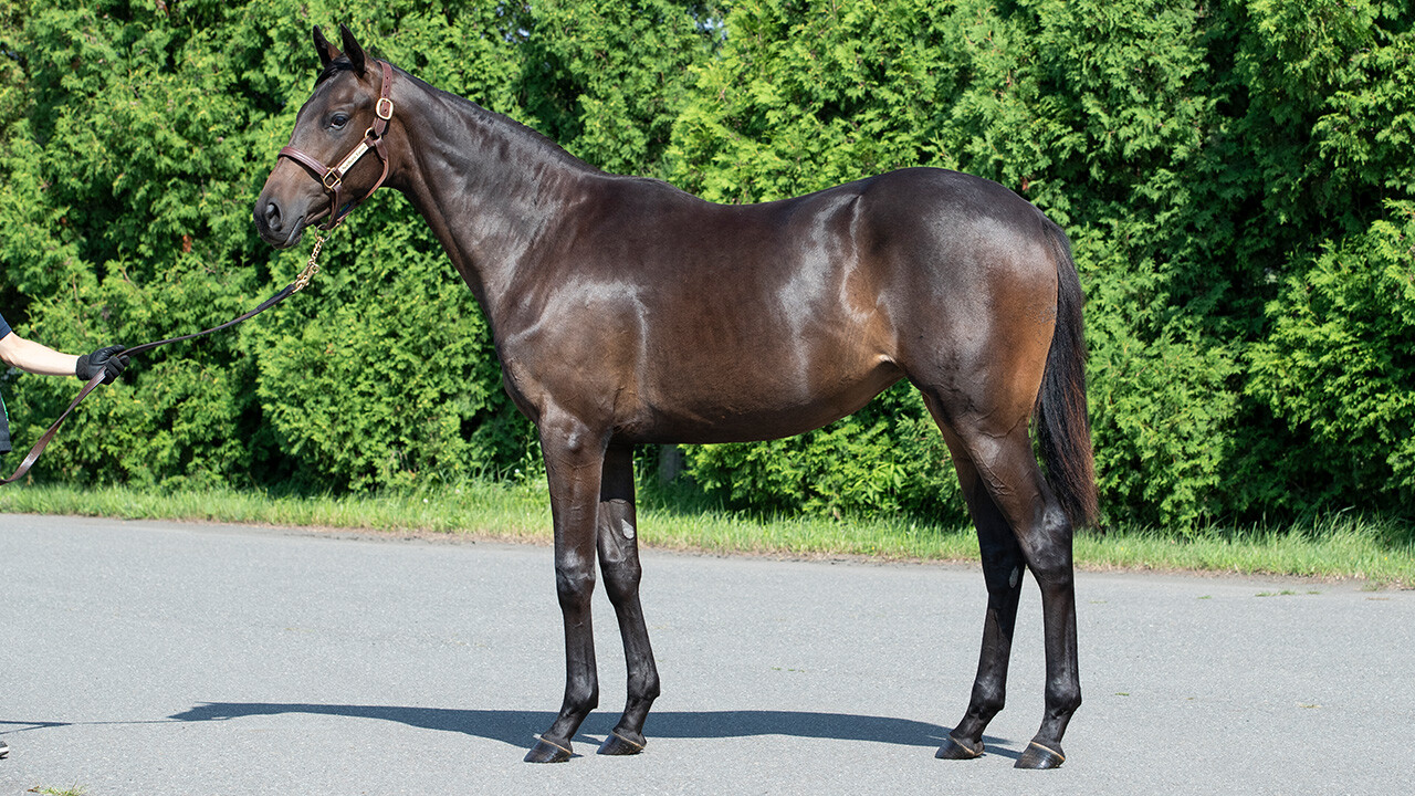 ヒストリックレディ2024 写真