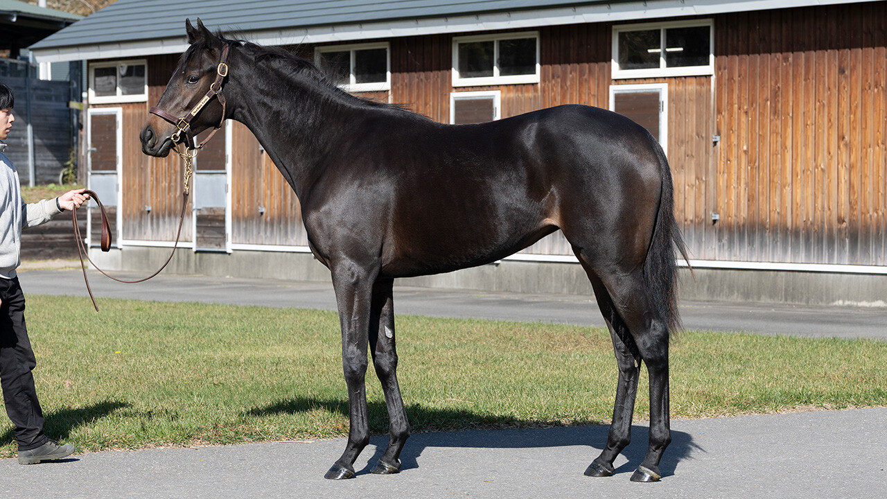 ヒストリックレディ2024 写真