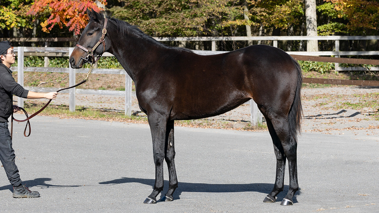 カールファターレ2024 写真