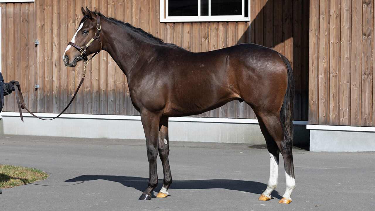 グラヴィタス2024 写真