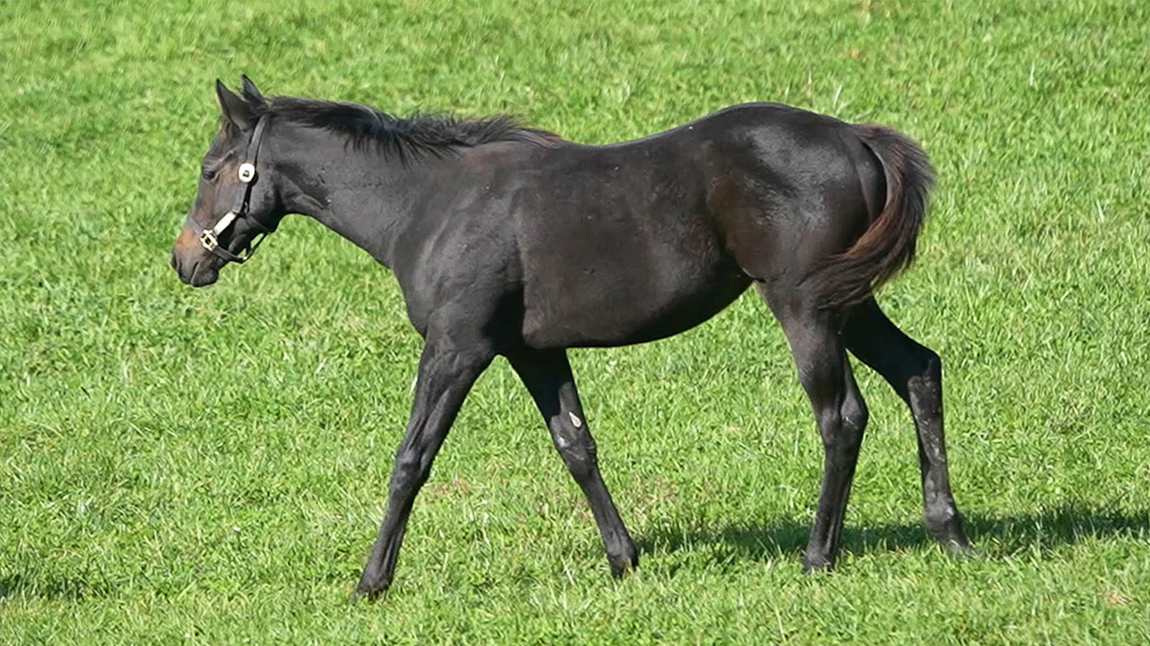 ソナトリーチェ2025 写真