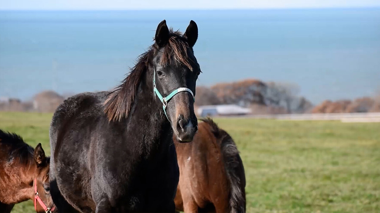 ブレッシングテレサ2025 写真